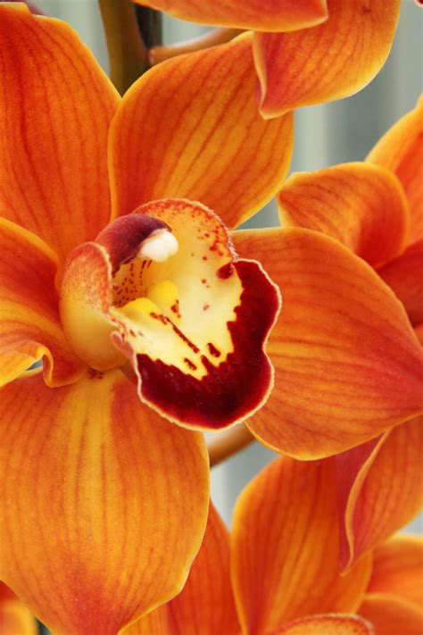 orange orchid  stock photo public domain pictures