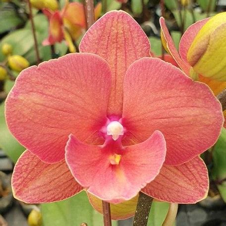 Phalaenopsis Charming Salmon '1320' 2.5" – OrchidBox Wholesale