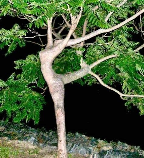 Деревья красивые и необычные (58 фото) » Картины, художники, фотографы ...