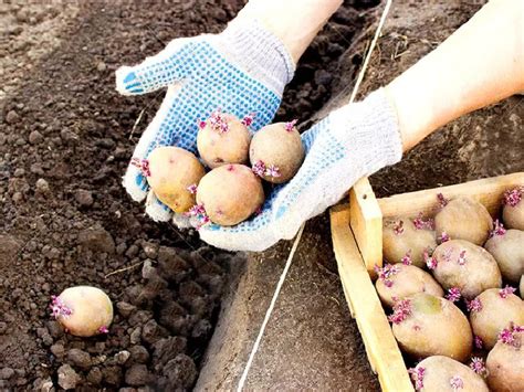 Удобрения для картофеля при посадке в лунку весной для увеличения урожая