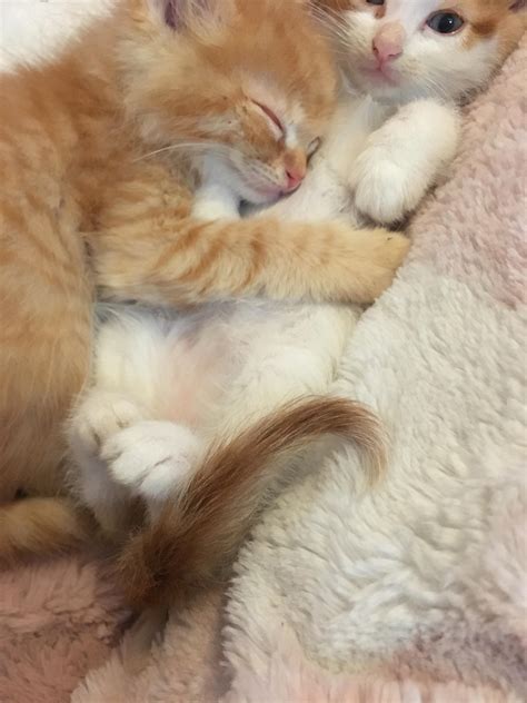 2780 best Cuddly images on Pholder | Aww, Guineapigs and Curledfeetsies