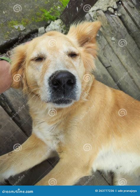 Cute Dog. Golden Mix Lokal Dog in Bali Stock Photo - Image of golden ...