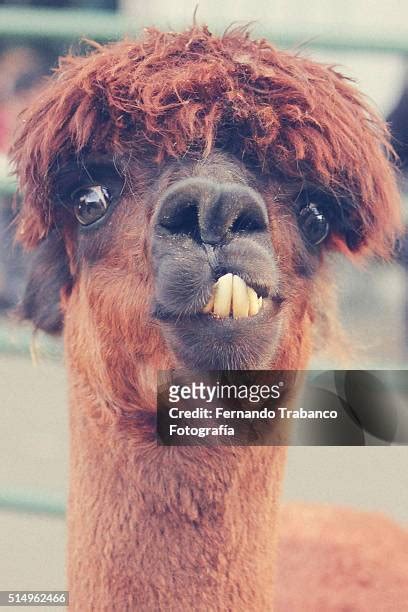 662 Funny Llama Stock Photos, High-Res Pictures, and Images - Getty Images