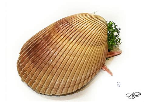 Шепичка море