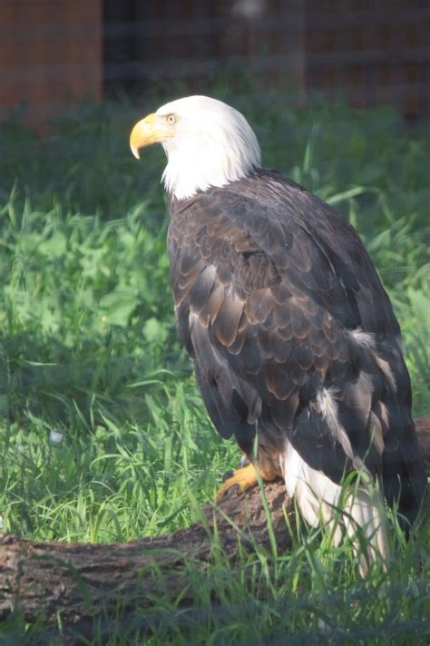 Bald Eagle | Pics4Learning