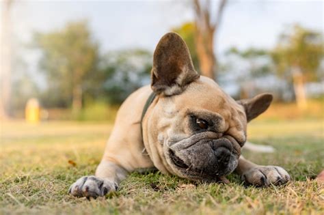 Premium Photo | Happy French bulldog lying at field biting brown twig