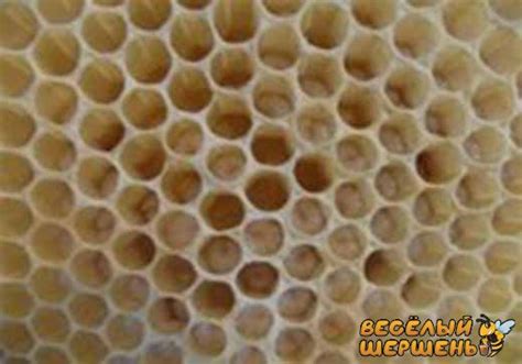 🐝 Трутневый гомогенат что это такое