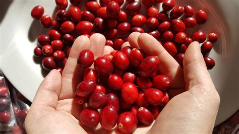 Are Cranberries Hard To Grow at Raymond Irwin blog
