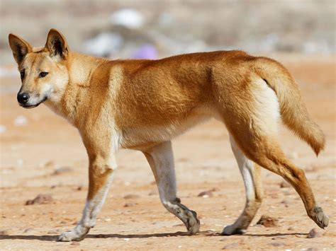 Download Dingo Pictures | Wallpapers.com