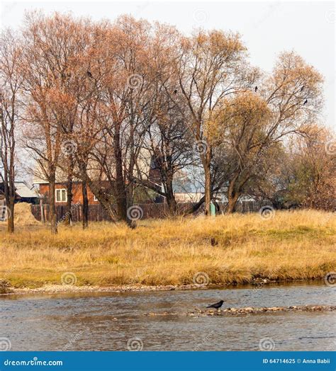 Naked Autumn Trees Near River Stock Image - Image of wild, plant: 64714625