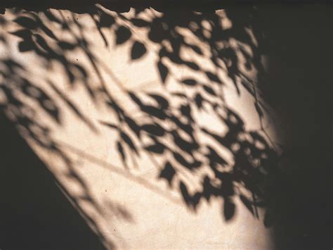 Bajo La Sombra De Un Arbol Letra 6