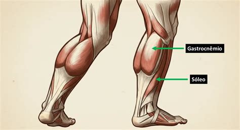 Como Se Escreve Panturrilha - Panturrilhas em pé: Guia completo e 7 variações do exercício