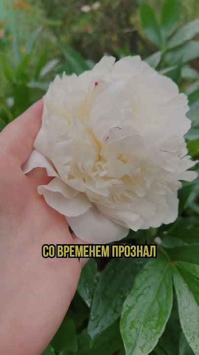 БЕЛЫЙ ПУШИСТИК - YouTube