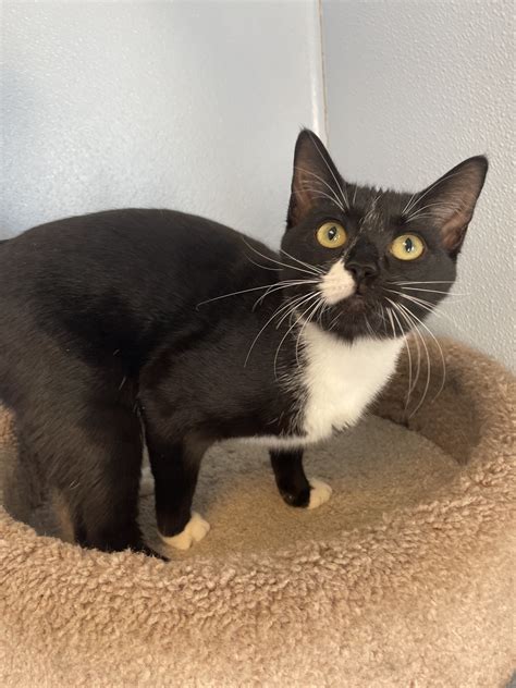 Find Your New Best Friend By Visiting The Chenango Spca Norwich Ny To See The Latest Adoptable Pets 10