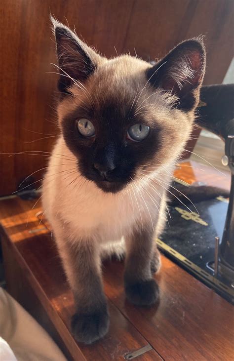 See All Adopted Pets