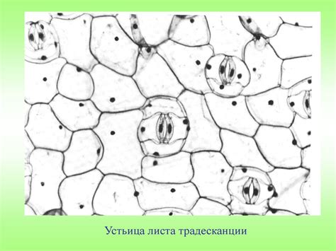 Физиология растений - презентация онлайн