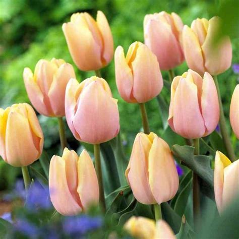 40600 Mango Charm® | Tulip bulbs, Tulips, Bulb flowers