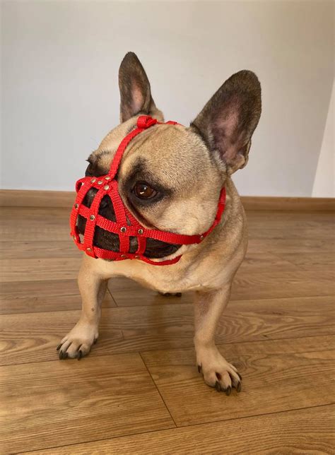 Dog Muzzle for French Bulldog frenchies a Other - Etsy