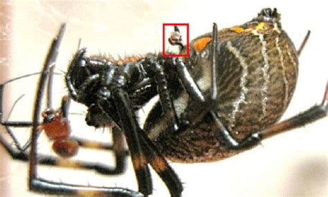 Male spider snaps off own genitals inside female to fertilise her