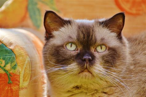 Sofa Couch Cat British - Free photo on Pixabay - Pixabay