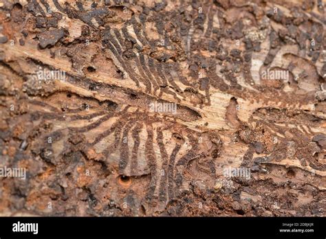 European spruce bark beetle in a spruce in the forest Stock Photo - Alamy