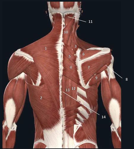 Posterior muscle Flashcards | Quizlet