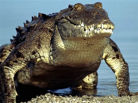 American Alligator Facts | Top 10 Facts About American Alligator