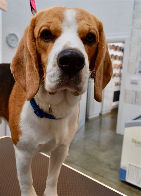 Cute Puppies, Dogs And Puppies, Cute Dogs, Animals And Pets, Cute Animals, Cutest Puppy, Beagle