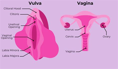 anatomy  labia majora vulva diagram function location anatomy