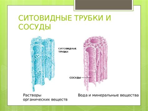 Презентация Клеточное строение листа