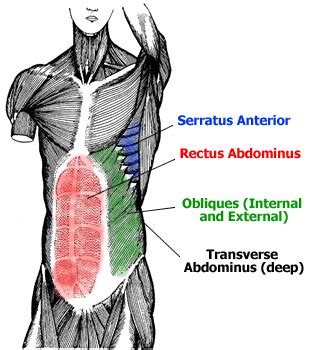 Anatomy of the Abdominal Muscles - Rectus Abdominis, Transverse Abdominis, External and Internal ...