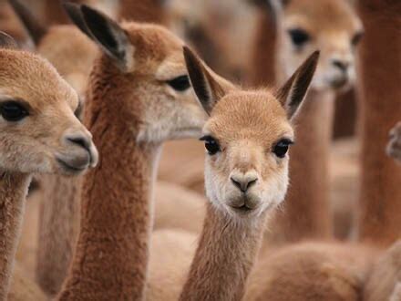 Loro Piana: Vicuña - Luxferity Magazine