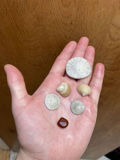 Today's beach finds : r/beach