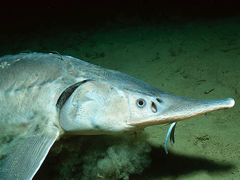 Sterlet (Acipenser ruthenus) | Fischlexikon