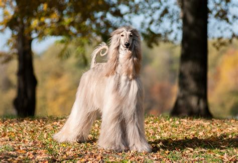 12 Most Regal Dog Breeds: We Countdown The Dogs That Exude Majesty