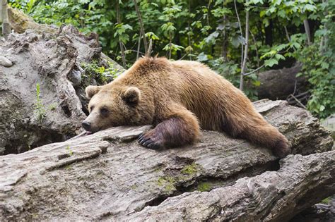 The Truth About Sloth: 7 Deadly Sins Part 6 • Gene S. Whitehead