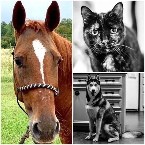 waverly animal hospital 1