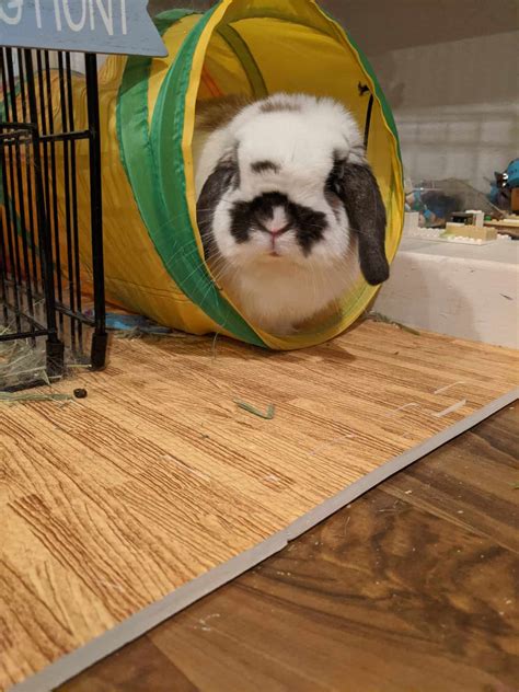 why is rabbit biting easily 4