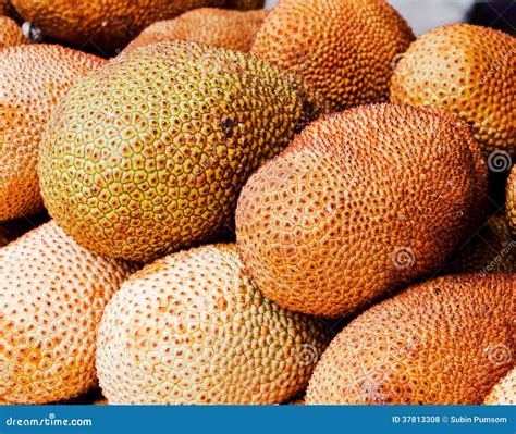 Artocarpus integer stock photo. Image of arrangements - 37813308