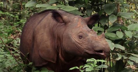 The Last Male Sumatran Rhino in the World Has Died in Captivity