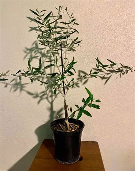 grow olive tree indoor amaze vege garden