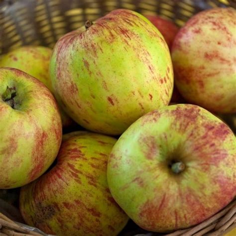 gravenstein apple star nursery garden  rock centers