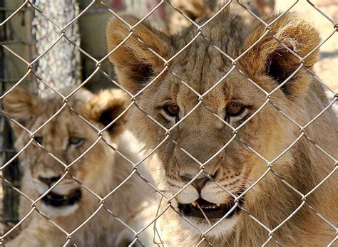 In major move, South Africa to end captive lion industry Lions World
