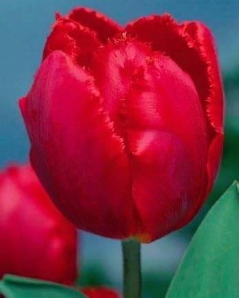 tulipan strzepiasty arma szt cebul ceny  opinie ceneopl