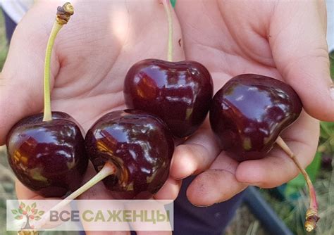 Цена на Черешня Бычье сердце (Воловье сердце) - купить саженцы