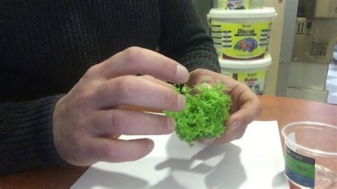 Аквариумное растение Микрантемум «Монте Карло» (Micranthemum sp. Monte ...