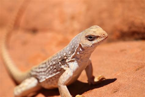 Desert Iguana - NDOW