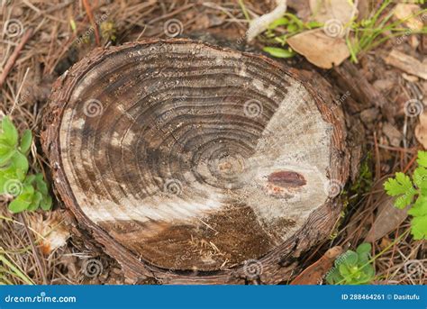 texture profile details  tree close  stock image image  ring