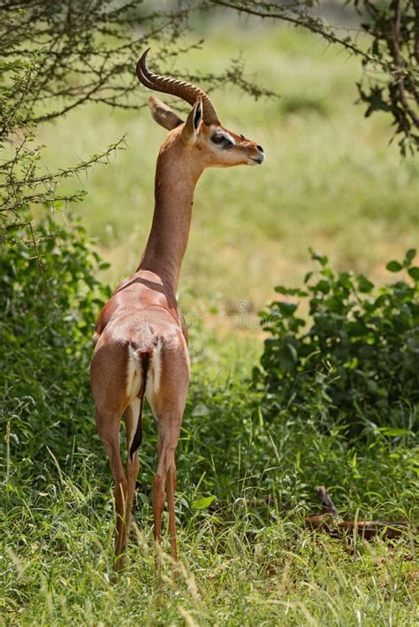 gerenuk antelope stock image image  antelopes animals