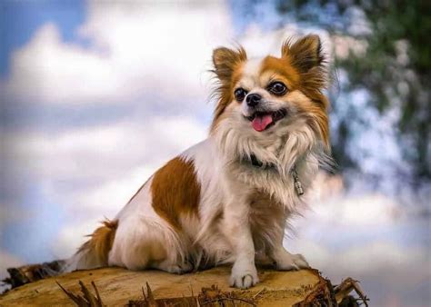 The Long Haired Chihuahua: 10 Things You Might Not Know - Your Dog Advisor